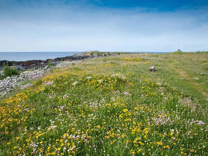 RSPB Balranald Nature Reserve